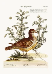 山のヤマウズラ、1749-73